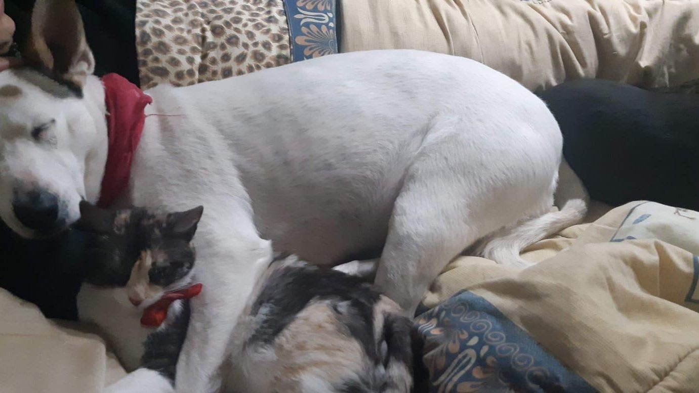 Rescued dog and cats resting together on a sofa