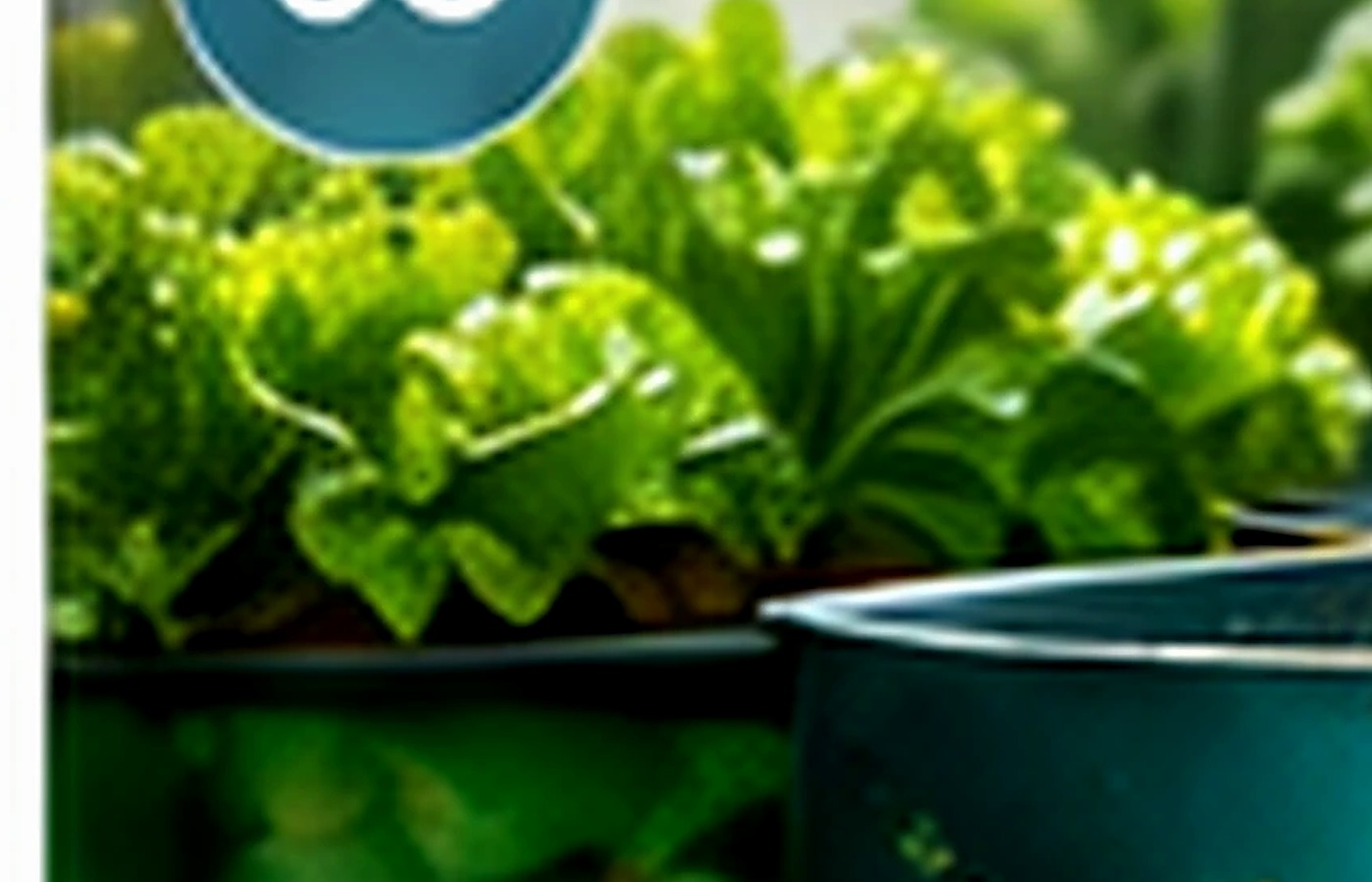 Cultivo urbano y sistema acuapónico